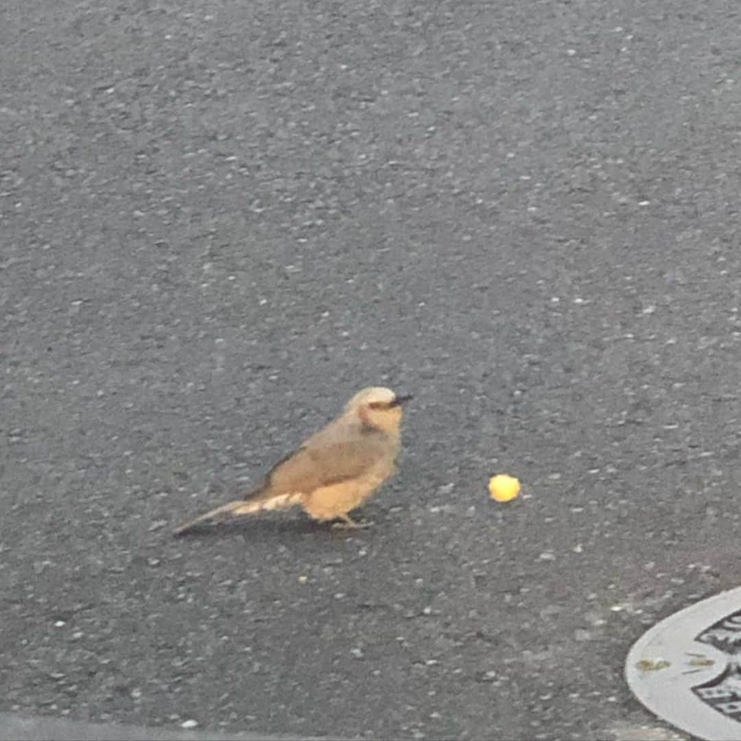 純名里沙さんのインスタグラム写真 - (純名里沙Instagram)「鳥ちゃんが、誰かがあげたパンに夢中で🥪近寄っても全然退いてくれませんでしたぁ😅💦 ・ 仕方がなく、車から降りたらやっと上の電線まで飛んでくれて、通れましたが、、危ないよぉ😂 ・ #パンに夢中な鳥ちゃん #鳥 #とりちゃん #危ないよー  #🐦🐦🐦」3月8日 18時47分 - risajunna3158