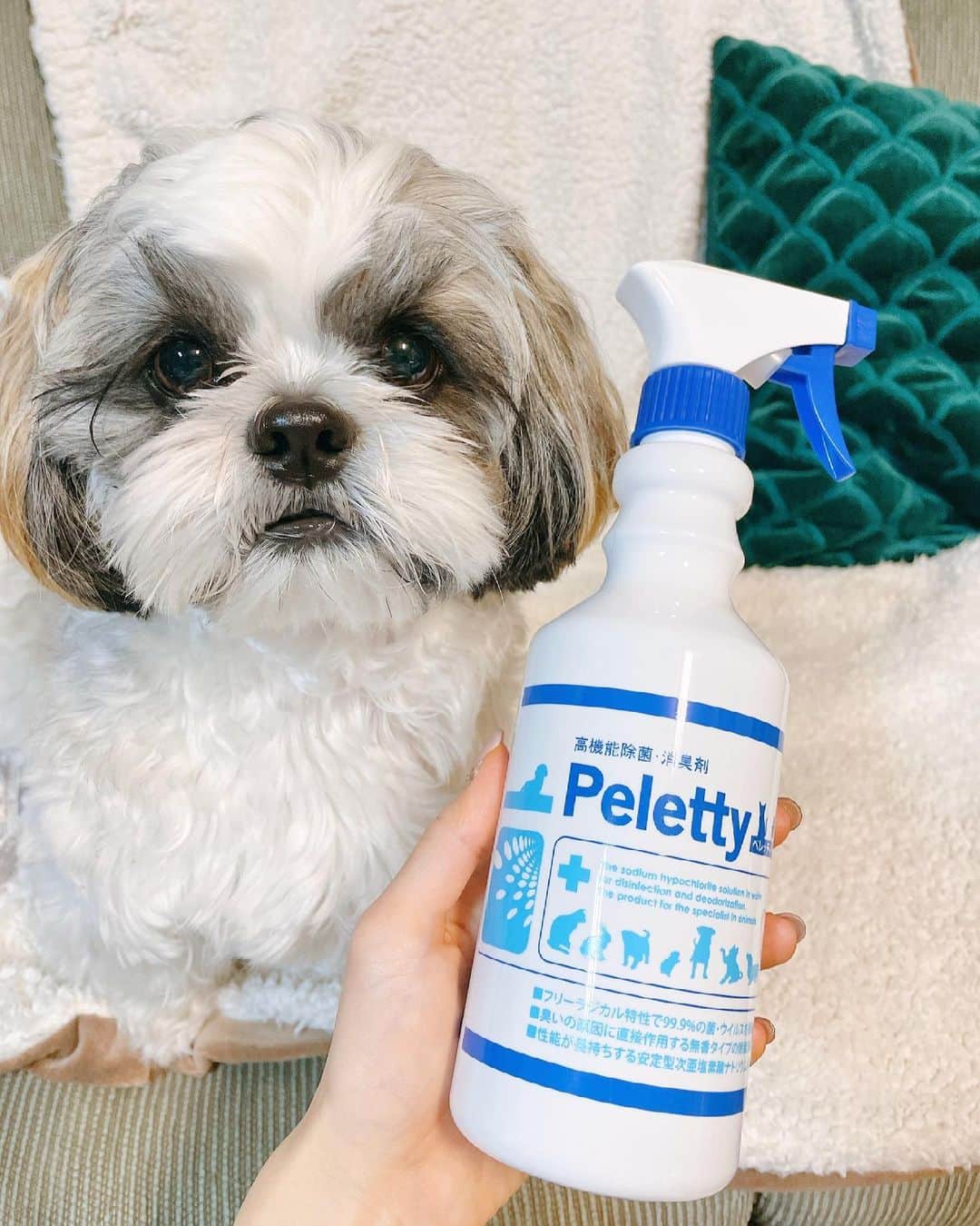 みき みーやんさんのインスタグラム写真 - (みき みーやんInstagram)「細菌からウィルスまで99.9%強力除菌する @peletty500 のペレッティー いただいたー🐶💕 . めるの食器や食事トイレ臭にも 直接吹きかけて瞬間消臭できるのに 人やペットの体にも安全な優れもの！🙆‍♀️💕 . おしっこ失敗して、その匂いが残ってるから またそこで失敗しちゃう🥺 って子にもおすすめ！🐶🐈 . . しかも人のコロナ対策にも使えるらしいから 人間にもありがたい1本！笑 500mlでかなり量入ってるから 結構長いこと使えそう！！❤ . . #Peletty #ペレッティ #ペット消臭 #ペット臭 #ペット除菌 #ウイルス除菌 #ペットのいる暮らし #ペット用品 #pr#愛犬のいる生活 #シーズー大好き部#愛犬との時間#子犬のいる暮らし #🐶🐶」3月8日 18時47分 - mi_yan0101