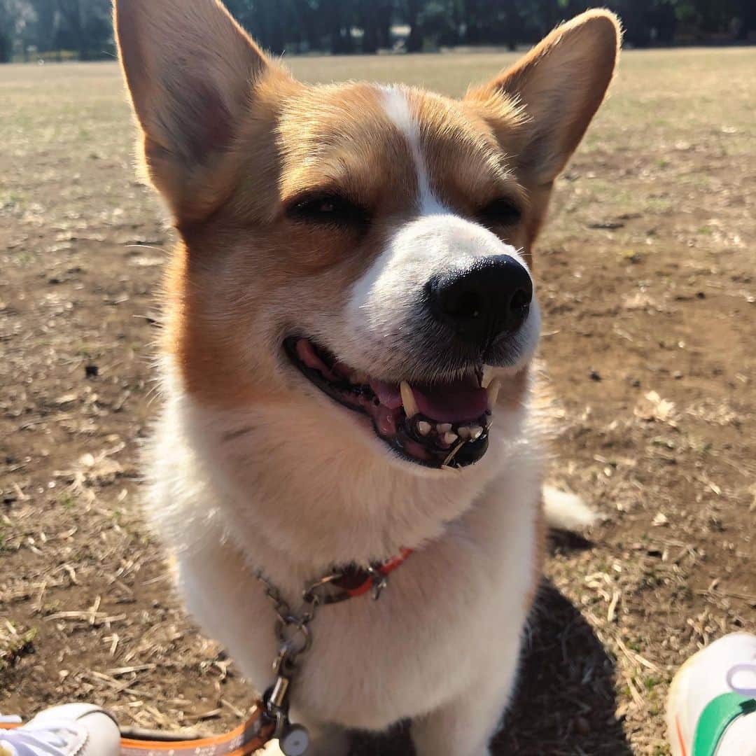のインスタグラム：「早く日向ぼっこしたいねぇ #corgi #コーギー」