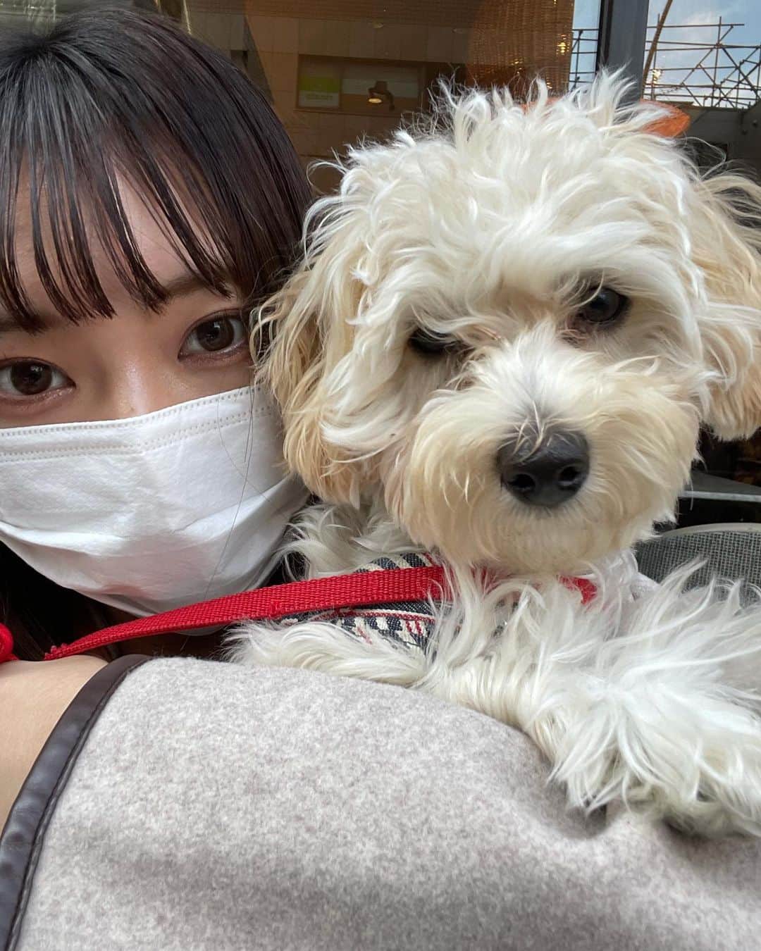 山田寿々のインスタグラム：「こまちゃんこっち向いて〜🥲❤️ トリミング前のボサボサこまちU´•ﻌ•`U」