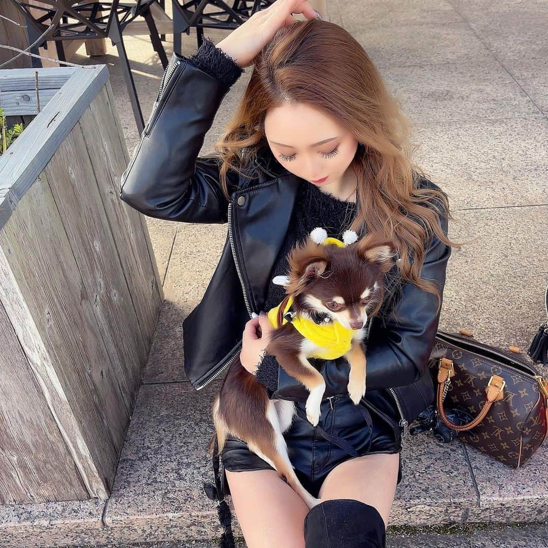 HIMEKAのインスタグラム：「. . すぐひざの上乗ってくるベビちゃん🐶❤️ . . #チワワ #愛犬」
