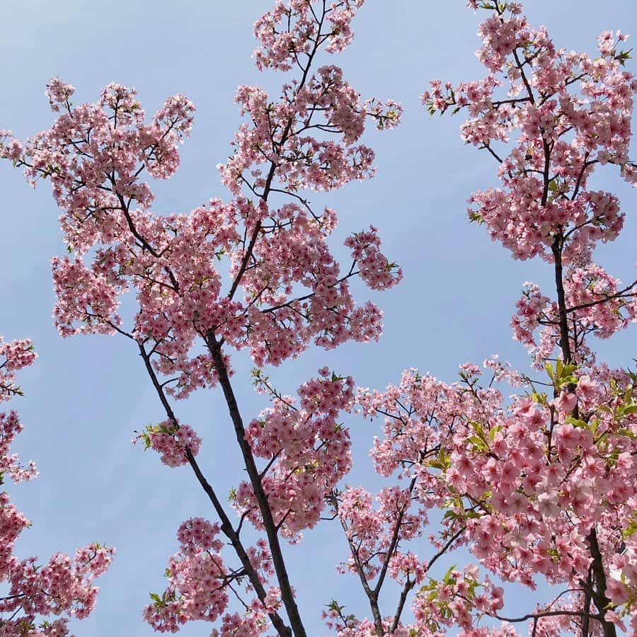 下村実生のインスタグラム：「この間のリールで撮っていた桜の写真。 もう散っちゃったけど綺麗でした🌸  そんな桜にちなんで皆さんにお聞きしたいのですが、 みんなが思う春ソングは何ですか？  私はね、森山直太朗さんのさくら、いきものがかりさんのSAKURA、YUIさんのCHE.R.RYとかかな〜 ちょっと参考にしたいのです🤓  良かったらコメントで教えてね〜！」