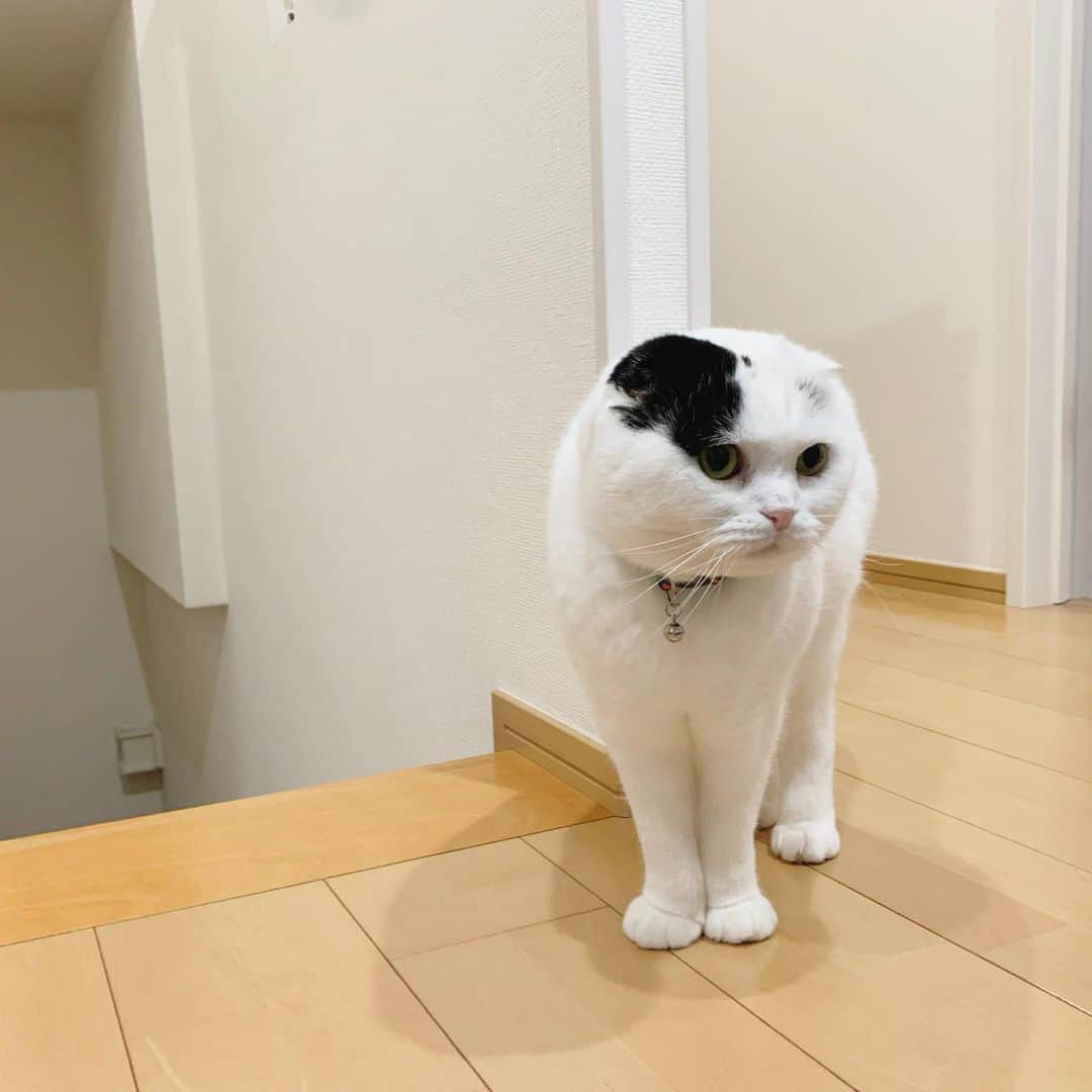 マロニーのインスタグラム：「マロニー＜ 足をそろえて立つのがイケてる男の基本さ。 #マシュマロマロニー #cat #scottishfold #ねこ　#ネコ　#猫　#スコティッシュフォールド　#マロニー　#マシュマロみたいな猫」