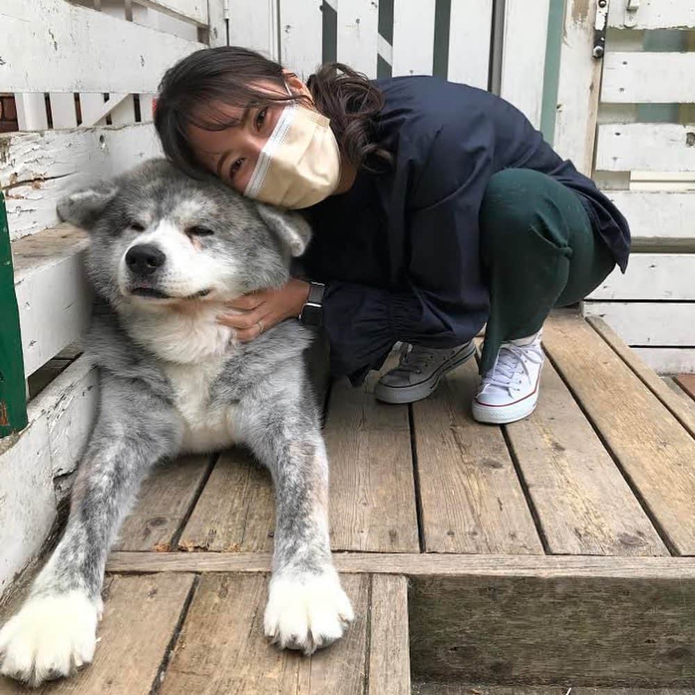 TBS「Nスタ」さんのインスタグラム写真 - (TBS「Nスタ」Instagram)「今や家族の一員となったペット🐶  きょうごご4:44ごろ～の『Nスタ』では、ペットの“同行避難”についてお伝えします。  福島県で被災した犬たちが過ごす 千葉県のトレーニング施設を、 由未子アナが訪れました。  セラピードッグとして、お年寄りや障害をもつ人を、そばで支える犬たち。その訓練の様子を間近で取材しました。  由未子アナは、 心優しい犬たちにほっこり♡  由未子アナとともに写るのは、福島の被災犬で、（一財）国際セラピードッグ協会のJBくん！  本日も『Nスタ』は、15:49からスタートです🐕  #Nスタ #nスタ #井上貴博 #ホラン千秋 #小林由未子 #tbs #犬 #ペット #セラピードッグ #被災犬 #同行避難」3月9日 14時22分 - nst_tbs