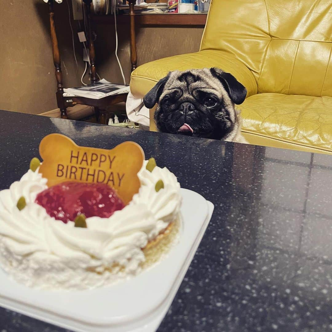 中川圭太のインスタグラム：「モカ2歳のお誕生日🎂  大きくなりました🐶🐽」