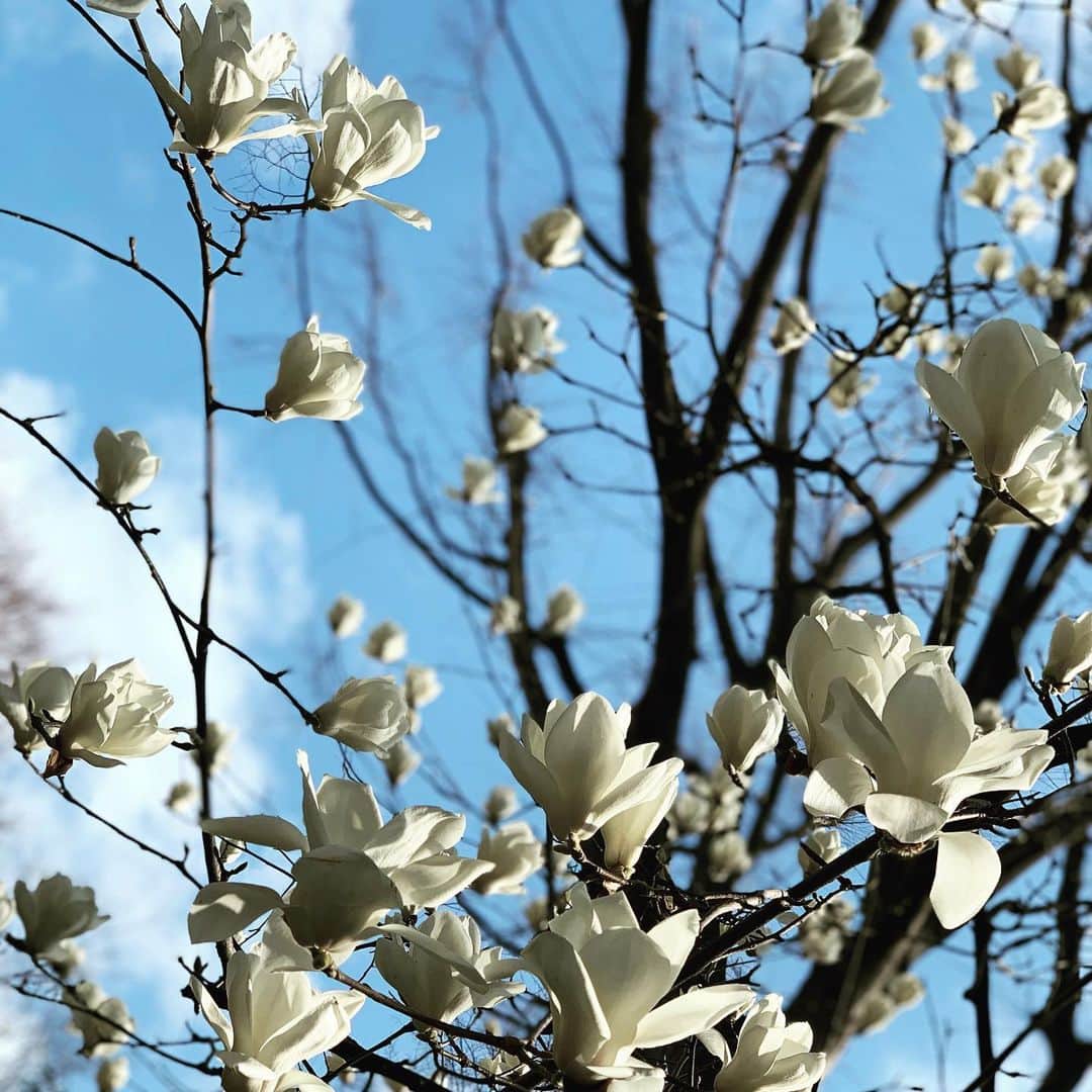 REOLさんのインスタグラム写真 - (REOLInstagram)「木に成る花で一番好きな木蓮見れて機嫌良い😤今から稽古😤」3月9日 15時07分 - rrreol999