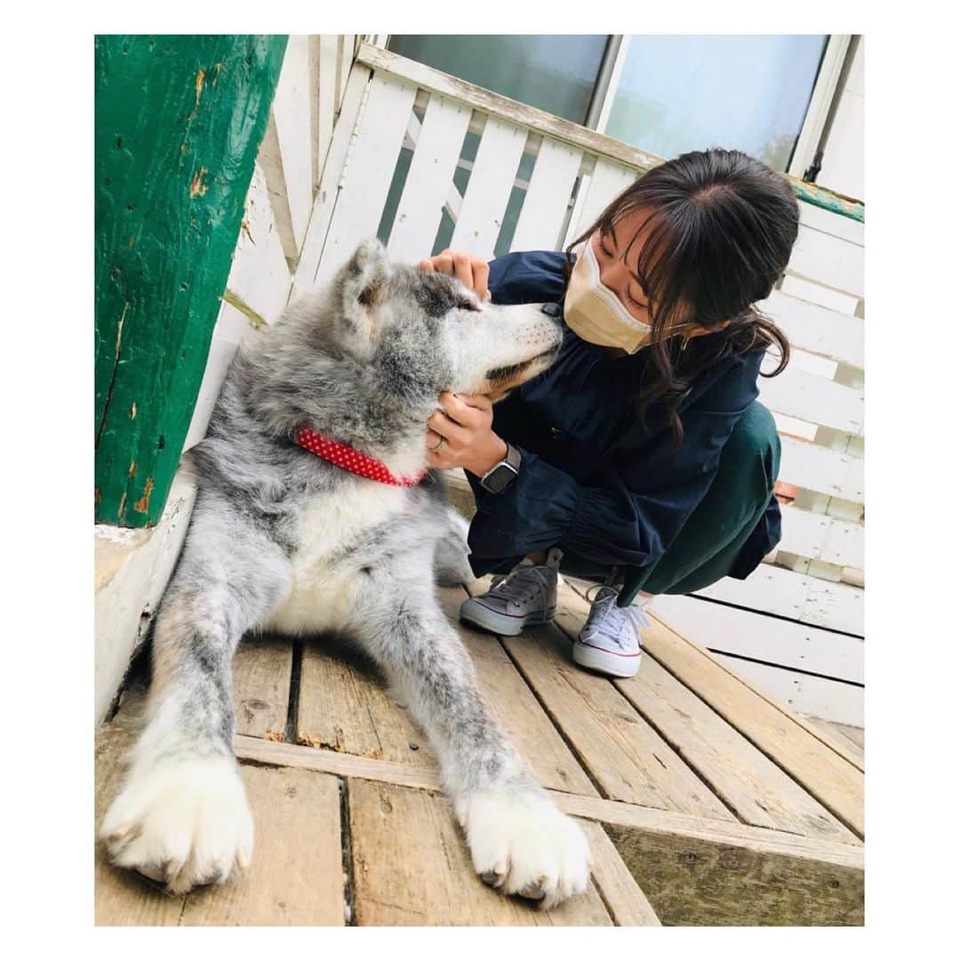 小林由未子さんのインスタグラム写真 - (小林由未子Instagram)「. "同行避難" ペットと飼い主が共に避難所へ避難する  同行避難について、そして 東北で被災し保護された犬の今について取材しました  国際セラピードッグ協会で保護された犬は セラピードッグとして活躍してしています 私の隣にいる秋田犬も東北で保護されました  みんな表情も柔らかく性格も穏やか  本当は元の飼い主の所に帰るのが一番 でも、難しい  大好きな家族と離ればなれにならない為にも 普段からできるペットの防災対策 同行避難する際に必要なペット用品  今から出来るペットの防災について 考えるきっかけになって貰えれば幸いです  @nst_tbs  #被災犬 #セラピードッグ #保護犬」3月9日 23時04分 - _yumikobayashi_