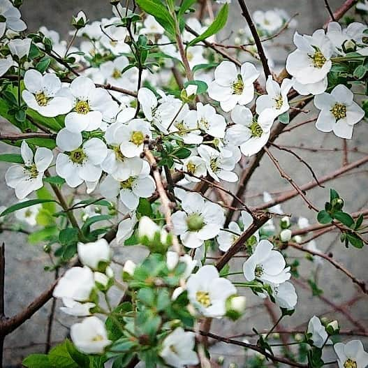 和田益典さんのインスタグラム写真 - (和田益典Instagram)「◆ 裏庭の雪柳 . ラスト開花。 . . #雪柳 #ユキヤナギ #ゆきやなぎ #ユキヤナギの花 #花 #花木 #春の花 #春 #白い花 #白花 #バラ科 #白 #裏庭 #開花 #南河内 #実家 #園芸 #思い出 #わだます花暦 #スマホ撮影 #スマホ #spring #springflowers #flowers #flower #flowerstagram #whiteflowers #white #plant #garden . このユキヤナギは、元々は表の庭の東端にヤマブキと並べて植えられてたのを、父親がアチコチ何回も移植して、最終的に裏庭に落ち着いた記憶があります。 . その都度、株が小さくなっていった様な。 . 表にあった頃はもっと立派でしたよ。 . チンチクリンになってしもとるがな。 .」3月9日 23時28分 - masunori_wada