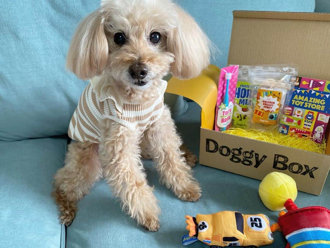 夏焼雅さんのインスタグラム写真 - (夏焼雅Instagram)「@doggybox_jp さんからぴーちゃんに doggyboxを頂きました🎁❣️❣️  ぴーちゃんはおやつでも好き嫌いがあるんだけど、今回頂いたおやつはいつまでも欲しがるくらい全部おいしかったみたいです😳！！  Boxには他におもちゃと歯ブラシも入ってました🪥  ありがとうございました♡  ぴーちゃんのお洋服は ▶︎ @moncheri.dog   愛犬peace chan🐩 Follow me♡ ▶︎ @peace.happy.peace 🌷  #doggybox  #ドギボ #amazingtoystore」3月9日 17時45分 - miyaaa0825