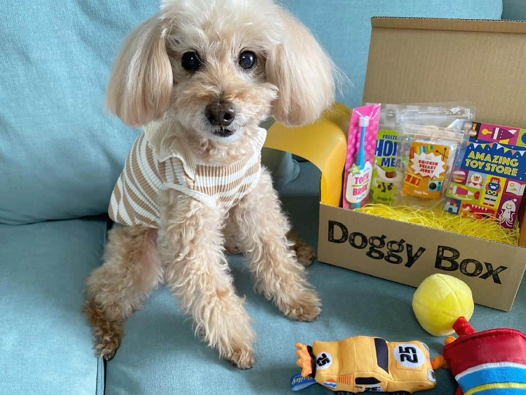 夏焼雅のインスタグラム：「@doggybox_jp さんからぴーちゃんに doggyboxを頂きました🎁❣️❣️  ぴーちゃんはおやつでも好き嫌いがあるんだけど、今回頂いたおやつはいつまでも欲しがるくらい全部おいしかったみたいです😳！！  Boxには他におもちゃと歯ブラシも入ってました🪥  ありがとうございました♡  ぴーちゃんのお洋服は ▶︎ @moncheri.dog   愛犬peace chan🐩 Follow me♡ ▶︎ @peace.happy.peace 🌷  #doggybox  #ドギボ #amazingtoystore」