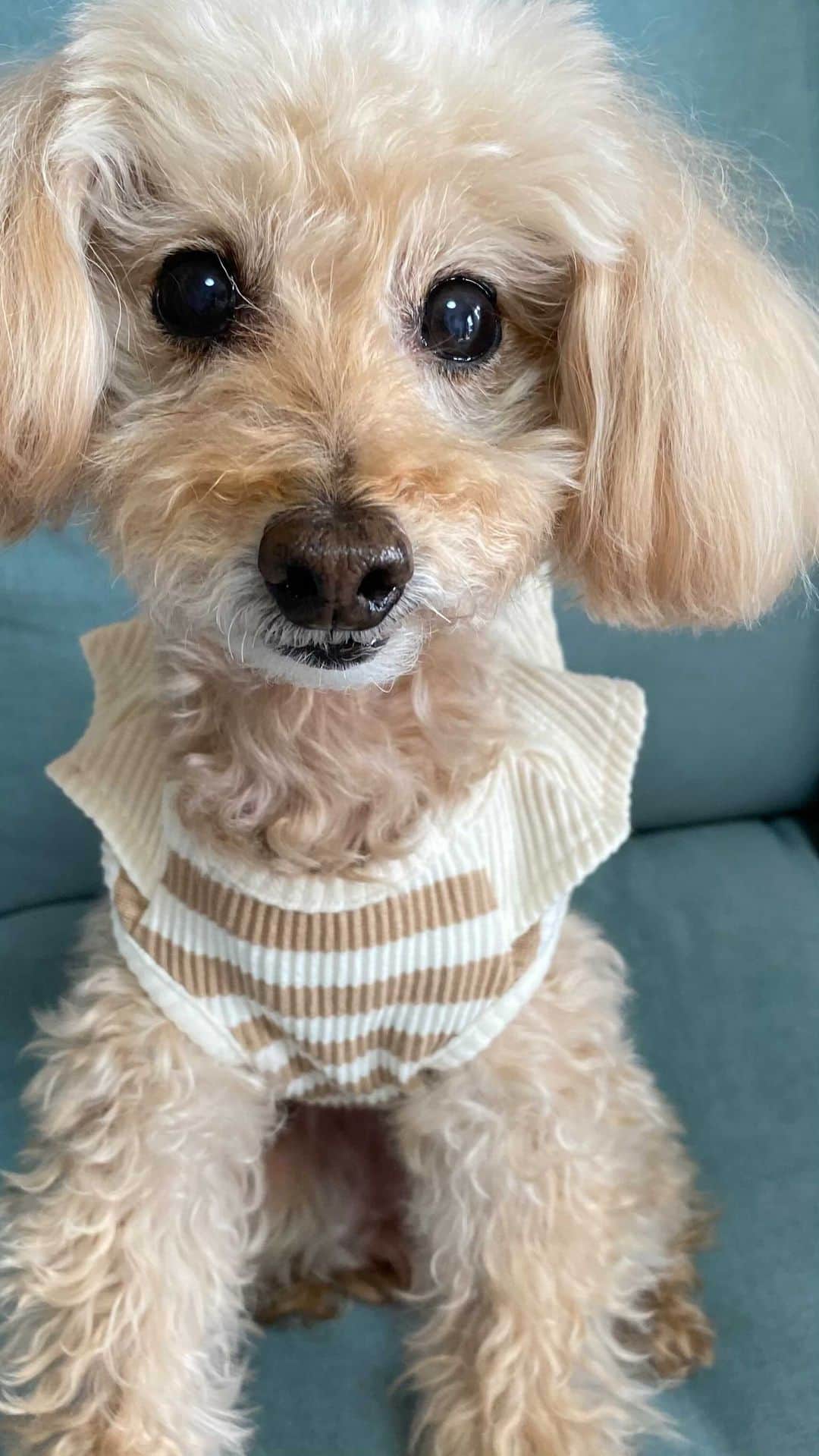 夏焼雅のインスタグラム：「@peace.happy.peace 🐩🌷🌷🌷🌷🌷🌷🌷🌷🌷🌷🌷🌷🌷🌷🌷🌷」