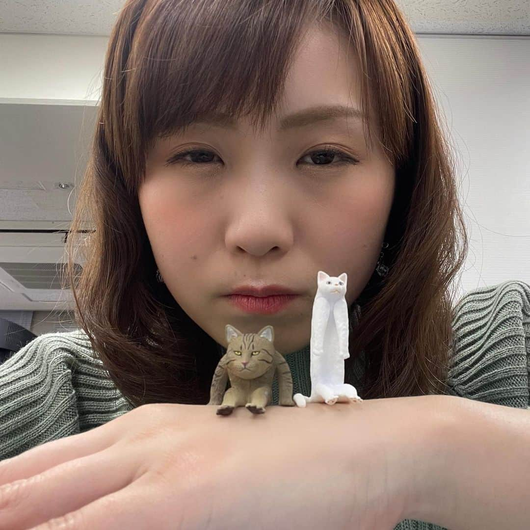 南條早紀さんのインスタグラム写真 - (南條早紀Instagram)「変な猫。 . 朝、出社してちょっと席を離れたら。 デスクに変な猫が😳！ （3枚目） この間の #フルサタ の専門店特集、カプセルトイの商品！ どうやら担当ディレクター氏がくれたらしい🐈 . . なんだこれ！🤣 と、よくみていたらなんか顔を真似したくなってやってみた☺️ . 1枚目が白いので、2枚目がトラ猫。 一緒に映すのに必死で表情が甘いかな🤔笑 . . うん。変な猫（と、変な人） 面白い商品があるものです🤣 . . あ。実は、わたしねこちゃんの ノートを買ってしまうくらい ねこ好きです…🐾 . . . #富山県 #富山市 #富山 #北陸 #カプセルトイ #ガチャガチャ #ガチャガチャの森 #ツートンカラー がちゃがちゃ #ガチャぽん #変な猫 #面白い #おかしい #猫 #ねこ #ネコ #ねこばか #ねこグッツ #文房具 #顔真似 #顔まね #似てる #似てるかな #変顔 #自撮り #アナウンサー #南條早紀 #なんじょうのにちじょう #🐈 #❤️」3月9日 18時58分 - nanjo_saki