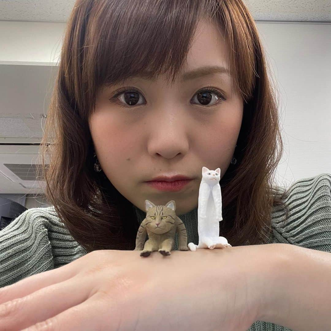 南條早紀さんのインスタグラム写真 - (南條早紀Instagram)「変な猫。 . 朝、出社してちょっと席を離れたら。 デスクに変な猫が😳！ （3枚目） この間の #フルサタ の専門店特集、カプセルトイの商品！ どうやら担当ディレクター氏がくれたらしい🐈 . . なんだこれ！🤣 と、よくみていたらなんか顔を真似したくなってやってみた☺️ . 1枚目が白いので、2枚目がトラ猫。 一緒に映すのに必死で表情が甘いかな🤔笑 . . うん。変な猫（と、変な人） 面白い商品があるものです🤣 . . あ。実は、わたしねこちゃんの ノートを買ってしまうくらい ねこ好きです…🐾 . . . #富山県 #富山市 #富山 #北陸 #カプセルトイ #ガチャガチャ #ガチャガチャの森 #ツートンカラー がちゃがちゃ #ガチャぽん #変な猫 #面白い #おかしい #猫 #ねこ #ネコ #ねこばか #ねこグッツ #文房具 #顔真似 #顔まね #似てる #似てるかな #変顔 #自撮り #アナウンサー #南條早紀 #なんじょうのにちじょう #🐈 #❤️」3月9日 18時58分 - nanjo_saki