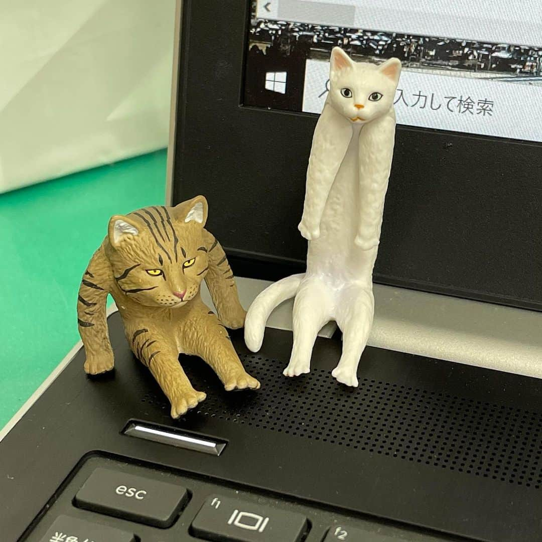 南條早紀さんのインスタグラム写真 - (南條早紀Instagram)「変な猫。 . 朝、出社してちょっと席を離れたら。 デスクに変な猫が😳！ （3枚目） この間の #フルサタ の専門店特集、カプセルトイの商品！ どうやら担当ディレクター氏がくれたらしい🐈 . . なんだこれ！🤣 と、よくみていたらなんか顔を真似したくなってやってみた☺️ . 1枚目が白いので、2枚目がトラ猫。 一緒に映すのに必死で表情が甘いかな🤔笑 . . うん。変な猫（と、変な人） 面白い商品があるものです🤣 . . あ。実は、わたしねこちゃんの ノートを買ってしまうくらい ねこ好きです…🐾 . . . #富山県 #富山市 #富山 #北陸 #カプセルトイ #ガチャガチャ #ガチャガチャの森 #ツートンカラー がちゃがちゃ #ガチャぽん #変な猫 #面白い #おかしい #猫 #ねこ #ネコ #ねこばか #ねこグッツ #文房具 #顔真似 #顔まね #似てる #似てるかな #変顔 #自撮り #アナウンサー #南條早紀 #なんじょうのにちじょう #🐈 #❤️」3月9日 18時58分 - nanjo_saki