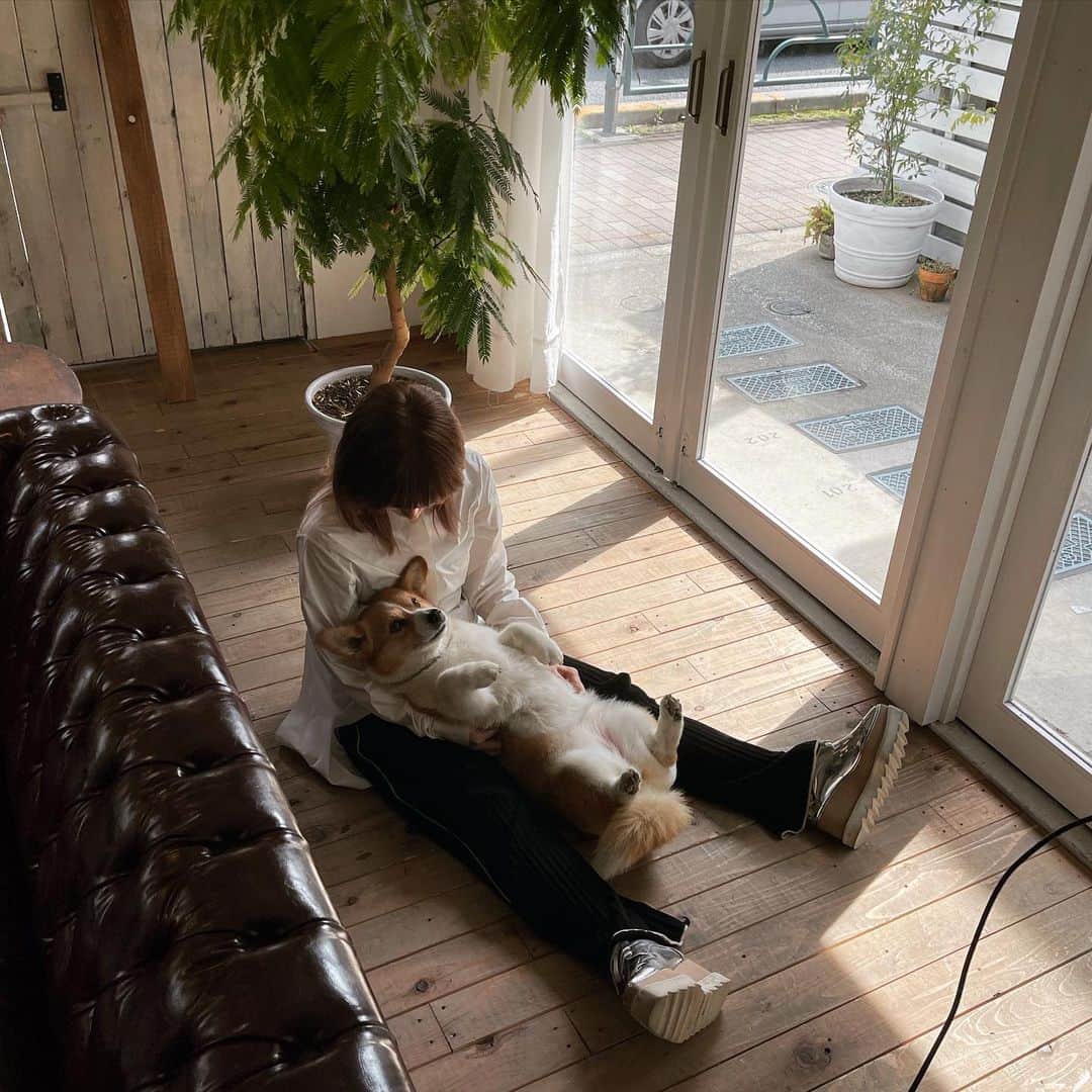 のインスタグラム：「グラビアする女 #corgi #コーギー #まるまるな女」
