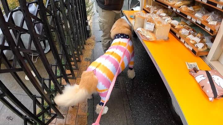 まゆみのインスタグラム：「。 。 #本日のYouTube より 。 雨で迷ったけど カッパでぱんぱん行ったよー😅💦 音楽鳴ってんのに ダメとも言えないもんね😂 。 いつもここで座るから 今日は座ったら濡れるしやだなーと思ったら座らなかった😂👍🏻 。 。 #移動販売 #エンゼル #雨でもパリパリ #雨だから座らない #ぬれちゃうとおもーの 。 。 #ゴールデンレトリバー#goldenretriever#dog#犬#あーるん#golden#retriever#doglover#insta_dog#ぺんぺん子ちゃん#welovegoldens#Instagram#Instagramjapan#Instagramdogs#9gag#dogstagram#dogsofinstagram#dogs#doggy」