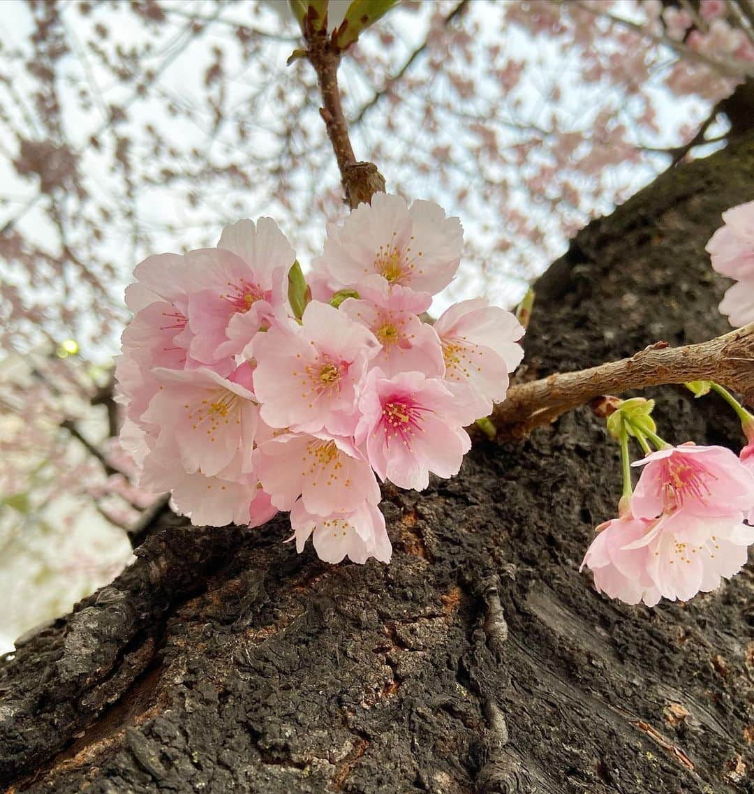 島津咲苗のインスタグラム