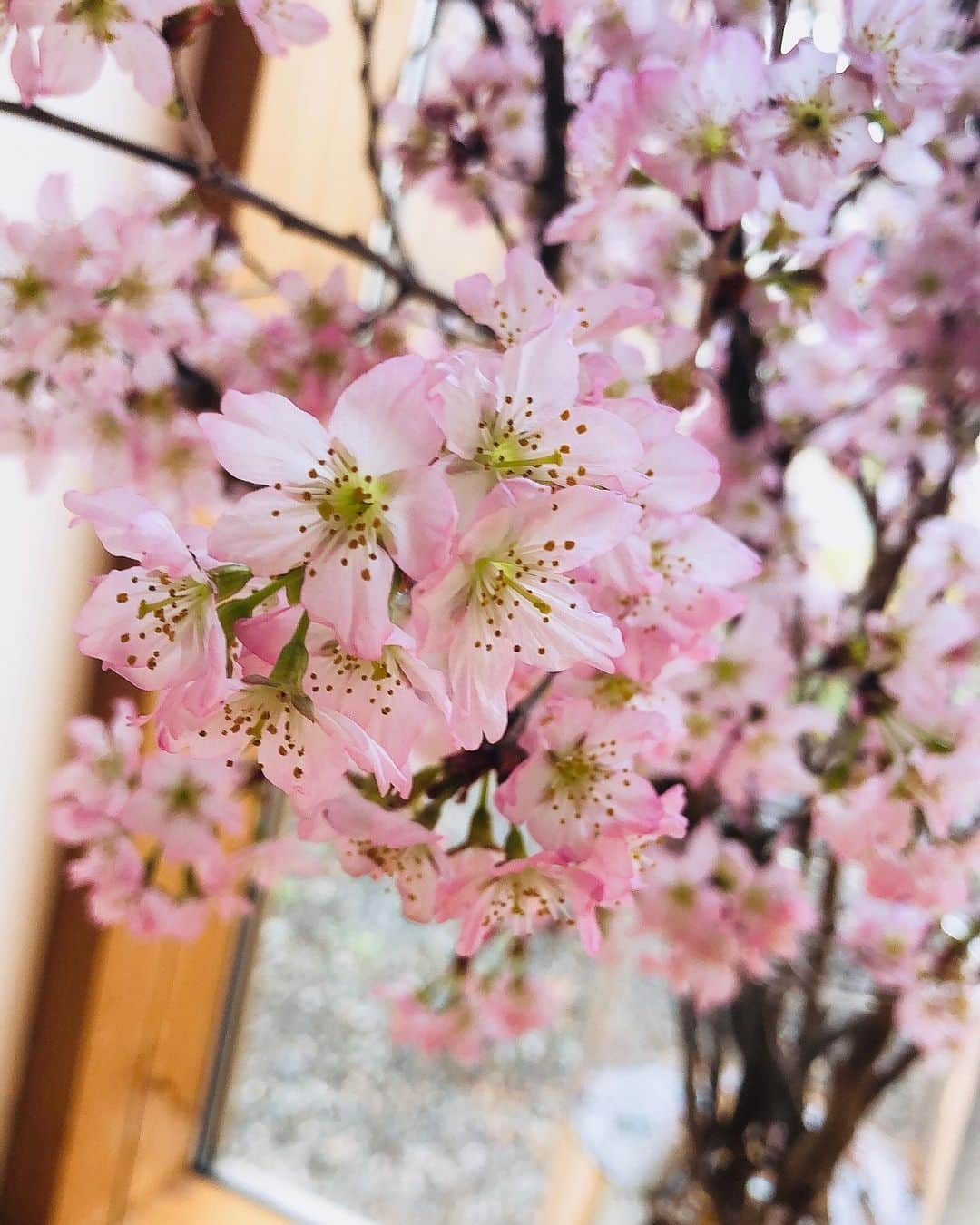 中山千桂子さんのインスタグラム写真 - (中山千桂子Instagram)「. お家deお花見🌸 . 我が家の桜は満開です❣️ こちらは早咲きの『啓翁桜』 少しずつ花が開いて来て全体がピンクに染まってくる様子を堪能😍💖 一年中花を楽しんでいますが 桜はまた別格の美しさがありますね🌸 . #桜 #おうち花見 #おうち時間 #お花見 #けいおうさくら #さくら #ピンク」3月9日 21時18分 - nakayama_chikako