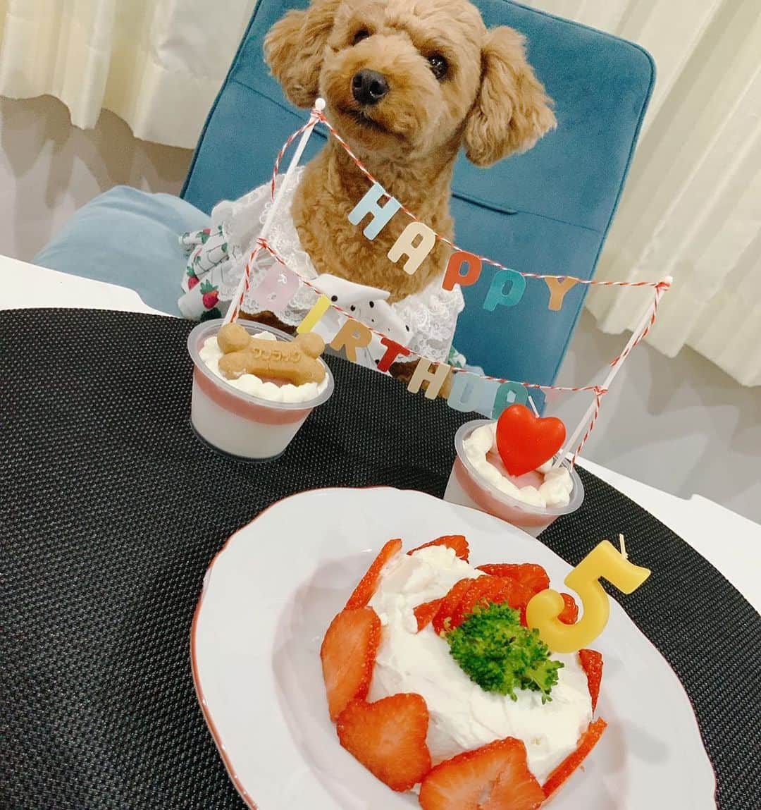 渡辺美奈代さんのインスタグラム写真 - (渡辺美奈代Instagram)「お誕生日❣️ #birthdayケーキ #いちごヨーグルトゼリー #手作り #トイプードル5歳 #リル！大好きだよ❤️」3月9日 21時12分 - watanabe_minayo