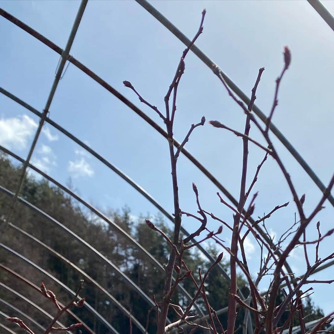 岡田美里さんのインスタグラム写真 - (岡田美里Instagram)「農園のブルーベリーの芽が膨らんできていました。 張り切って「剪定！」というほどでもない可愛らしさでしたから、 ブルーベリーオーナーの皆様のために、いずれハウスの防鳥ネット張りをしたいと考えています。 うまく出来るかなー。  しかも、まだブルーベリーオーナーさん募集はスタートしていません💦 ブルーベリーの木のオーナーになりたい方はいらっしゃいますか？ 遠くの方にはブルーベリーだけ摘んで送りたいです。 と、夢は膨らむ…。  #ブルーベリー  #ブルーベリーの木  #blueberry  #農業体験  #ブルーベリー農園  #農園  #ジャムオブワンダー」3月9日 21時43分 - millieokada
