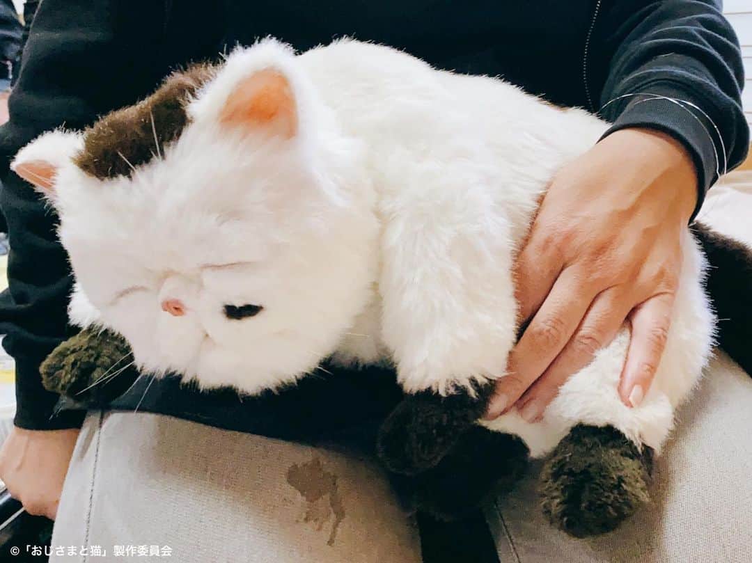 おじさまと猫のインスタグラム：「🌟放送情報のお知らせ🌟  #おじさまと猫  九州での放送が決定しました㊗️  配信で見ていた方も、 ぜひテレビ画面でお楽しみください🤲  ⬇️詳しくはこちら  ＼熊本のみにゃさん！／ 熊本県民テレビ(KKT) 4/3(土)スタート 毎週土曜 午後2時25分～  ＼鹿児島のみにゃさん！／ 南日本放送(MBC) 1〜2話→3/29(月)23時46分～ 3～4話→4/5(月)23時56分～ 5～6話→4/19(月)23時56分～ (7話〜は放送日調整中⚠️)  そして、明日は第10話の放送📺 #ふくまる も とーっても楽しみにしています🐱  #草刈正雄 #神木隆之介 #小関裕太 #武田玲奈 #平山浩行  #高橋ひとみ #升毅 #松本穂香 #吉澤嘉代子 #阿部真央 #猫 #猫のいる暮らし」