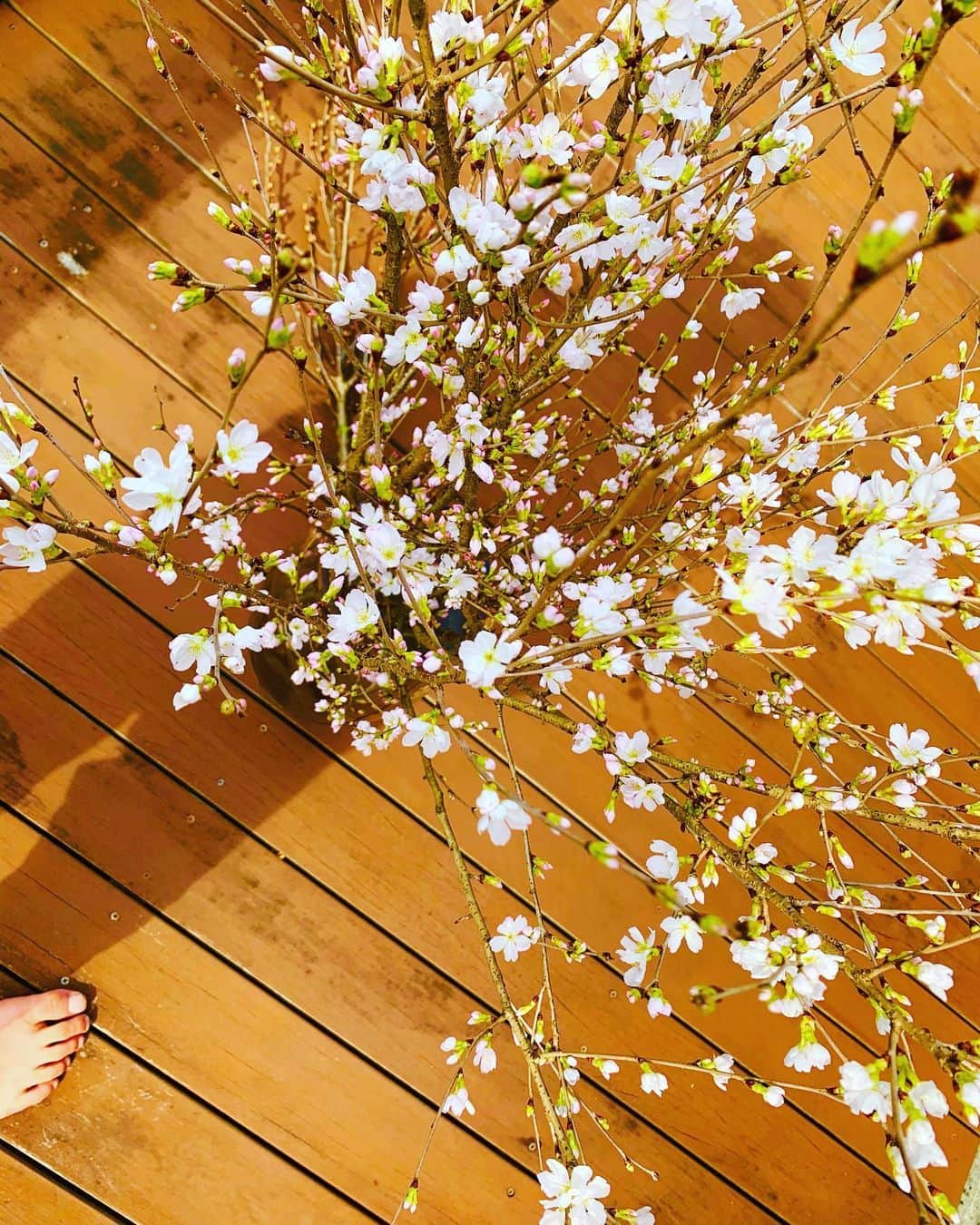 上地雄輔さんのインスタグラム写真 - (上地雄輔Instagram)「桜咲くら我が家の桜 #春」3月10日 7時41分 - usk_kmj