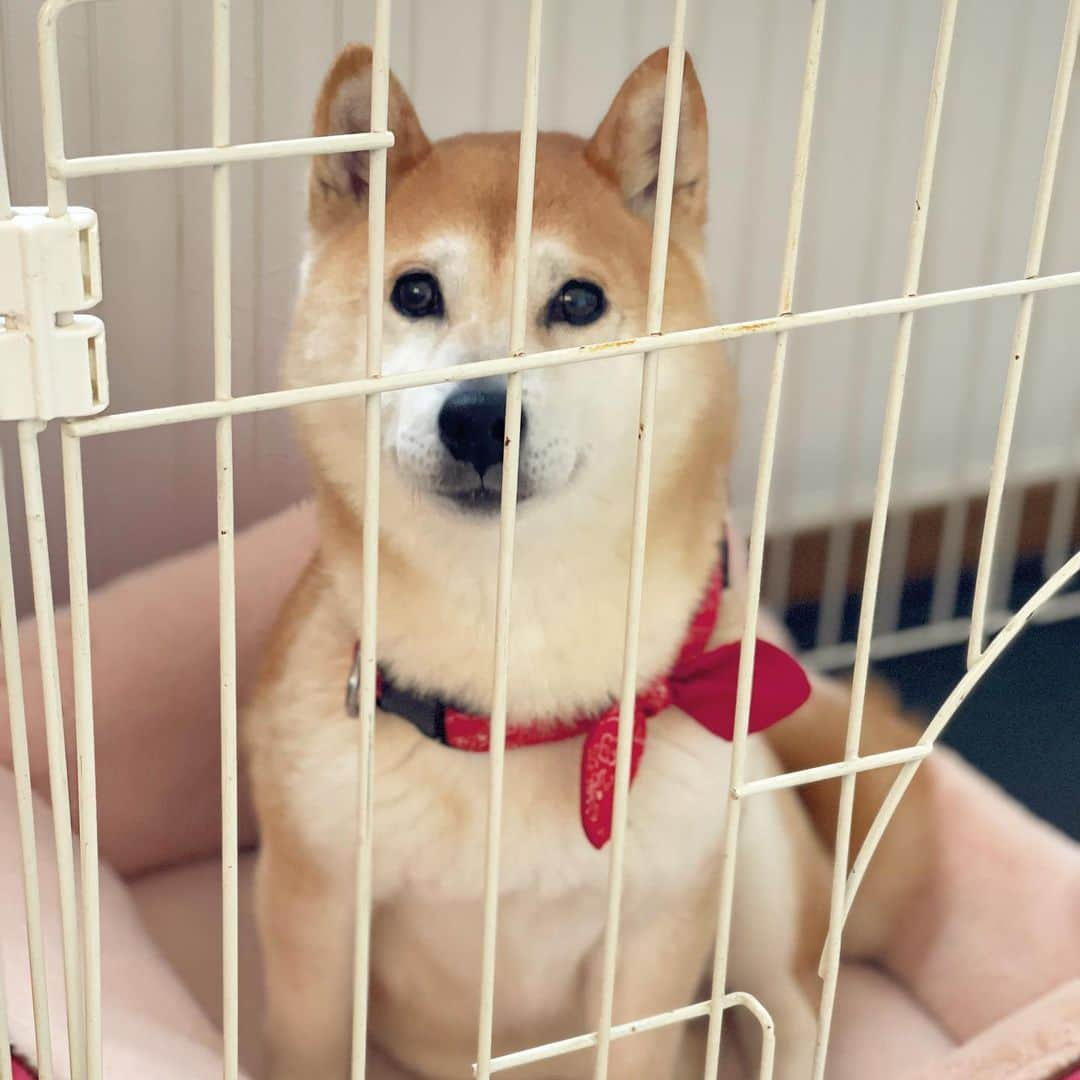 柴犬小春のインスタグラム