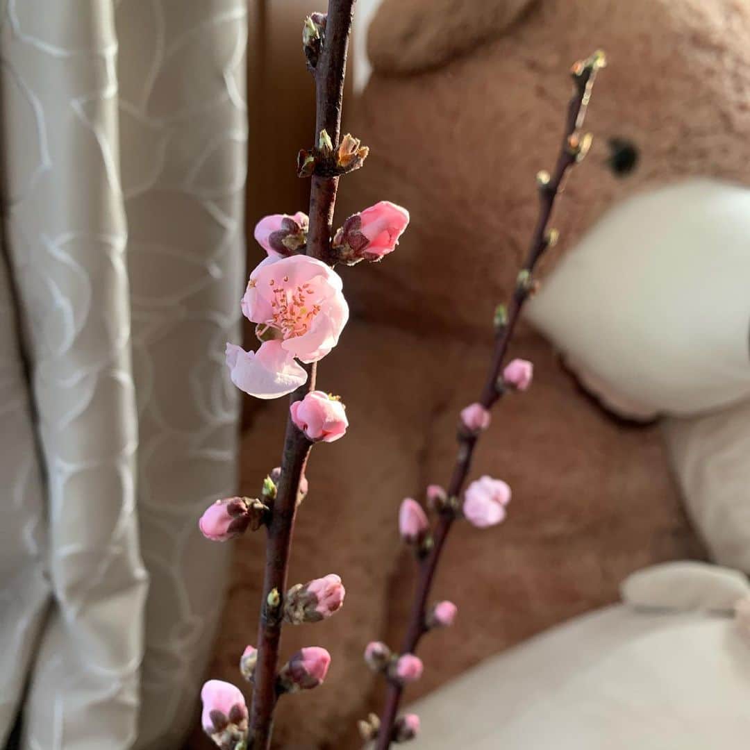 中谷萌さんのインスタグラム写真 - (中谷萌Instagram)「おうちに桃の花が仲間入りしました🌸🍑  桃の節句は3月3日ですが 桃の花の咲く時期は３月下旬〜４月上旬なんです😳  まだ蕾ばかりなので 開くのが楽しみだ〜  ・ ・  #我が家にはぬいぐるみがいっぱい #ぬいぐるみ大好き #エントリーシートにも書いて須田アナにカメラテスト前にいじられたなぁ…🤔」3月10日 17時33分 - n_moepi_fbs