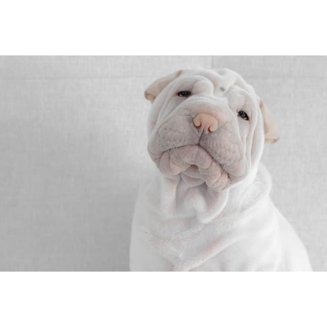 のインスタグラム：「Once upon a baby Lamb 🐑 I can’t believe this is your last week in the terrible twos! #3ontheweekend #timegoesbysofast #love #lambington #babylamb #sharpei #sharpeisofinstagram #sharpeipuppy #sharpeisoftheworld #dog #dogs #dogsofinstagram #doglover #wrinkles #squishyfacecrew #spotthedot #squishyfacecrew #cutepets #iloveyoutothemoonandback」