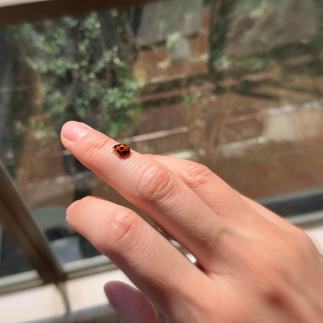 及川奈央さんのインスタグラム写真 - (及川奈央Instagram)「#てんとう虫 が指に止まってくれた♡」3月10日 12時13分 - naooikawa
