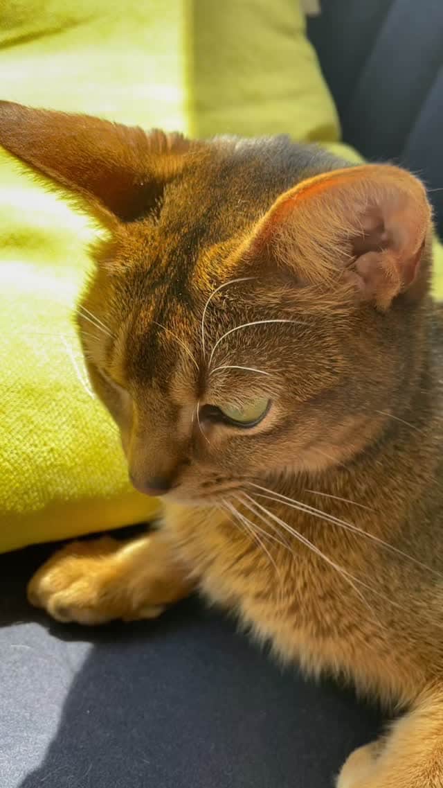 徳井義実のインスタグラム