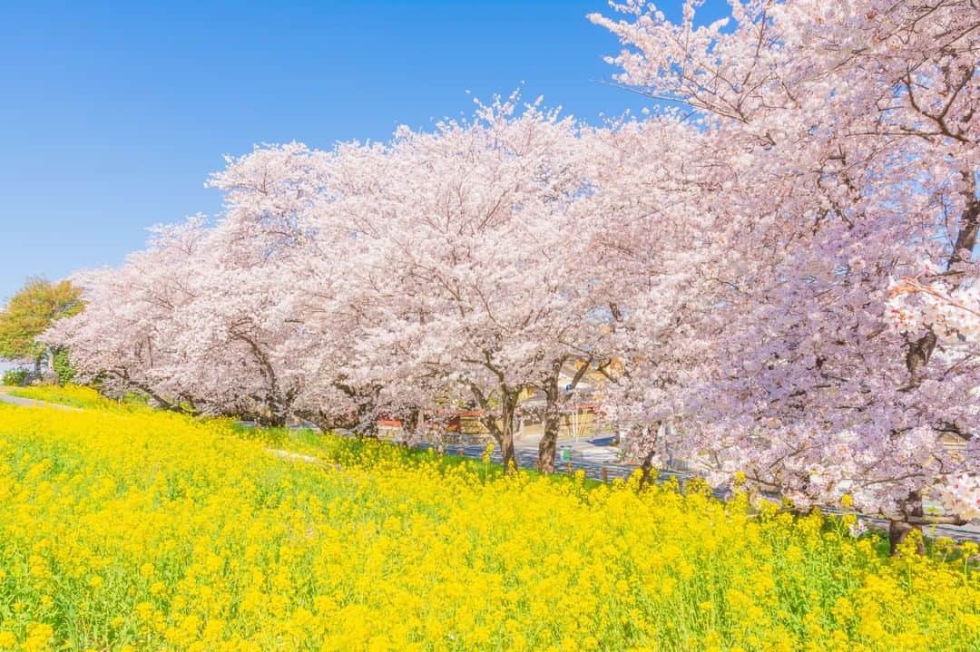 THE GATEのインスタグラム：「🌸 Kumagaya Sakura Tsutsumi River Bank 🌸  #Japan #saitama  #🇯🇵  . Kumagaya Sakura Tsutsumi (river bank), in Kumagaya City, northern Saitama Prefecture, is a famous river bank recognized as one of the 100 Best Cherry Blossom Viewing Locations in Japan. . About 500 cherry trees are planted along the Arakawa River, which flows through the southern part of the city for about 2km. During the Kumagaya Sakura Festival, held in late March every year, the trees are lit up at night. . A highlight of this location is the landscape when the rapeseed blossoms are in full bloom at the same time with the cherry blossoms. You can enjoy the beautiful contrast of light pink and yellow. . ————————————————————————————— Follow @thegate.japan for daily dose of inspiration from Japan and for your future travel. Tag your own photos from your past memories in Japan with #thegatejp to give us permission to repost ! . Check more information about Japan. →@thegate.japan . #japanlovers #Japan_photogroup #viewing #Visitjapanphilipines #Visitjapantw #Visitjapanus #Visitjapanfr #Sightseeingjapan #Triptojapan #粉我 #Instatravelers #Instatravelphotography #Instatravellife #Instagramjapanphoto #LakeTazawa #akita #Japan #traveljapan #sakura #cherryblossoms #cherryblossom #rapeblossoms #spring #kumagaya」