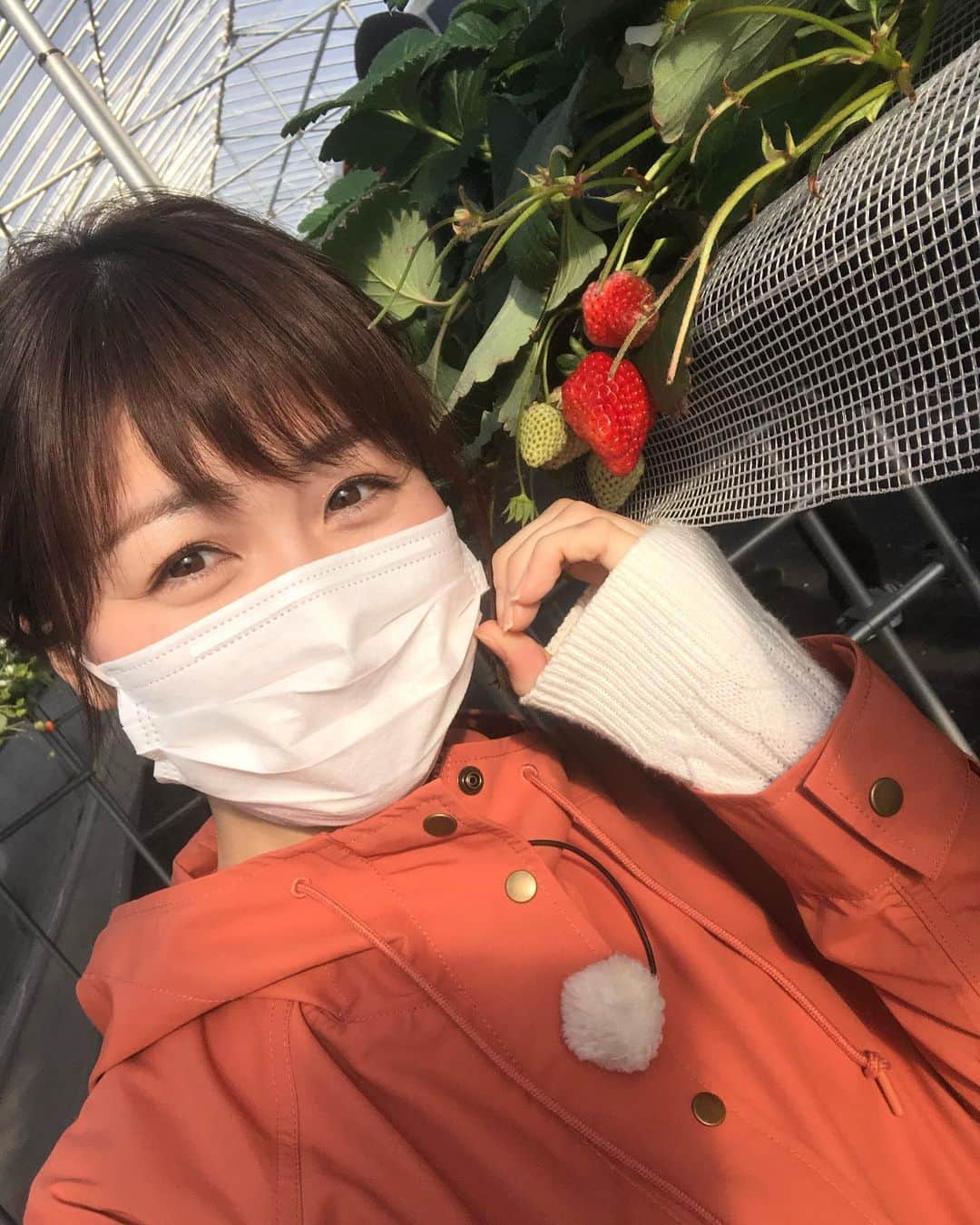 高井瑛子のインスタグラム：「. . いま旬を迎えている越後姫！🍓 . 甘くて程よい酸味があって美味しいですよね！ . . 今回は越後姫の品質にこだわる農家に密着しました。 . 大切に育てられたあと、 厳しい審査を経て店頭に並ぶ越後姫。 その審査方法に驚くと同時に、 越後姫が美味しい理由がわかりました。 . . あす１１日（木）の「ナマ＋トク」ご覧ください。 . . . 写真はイチゴ農家の小田さんと 仲良しのディレクター蝶さん --------------------------------------------- #新潟テレビ21 #ux #アナウンサー #イチゴ #イチゴ農家 #越後姫 #ナマトク」