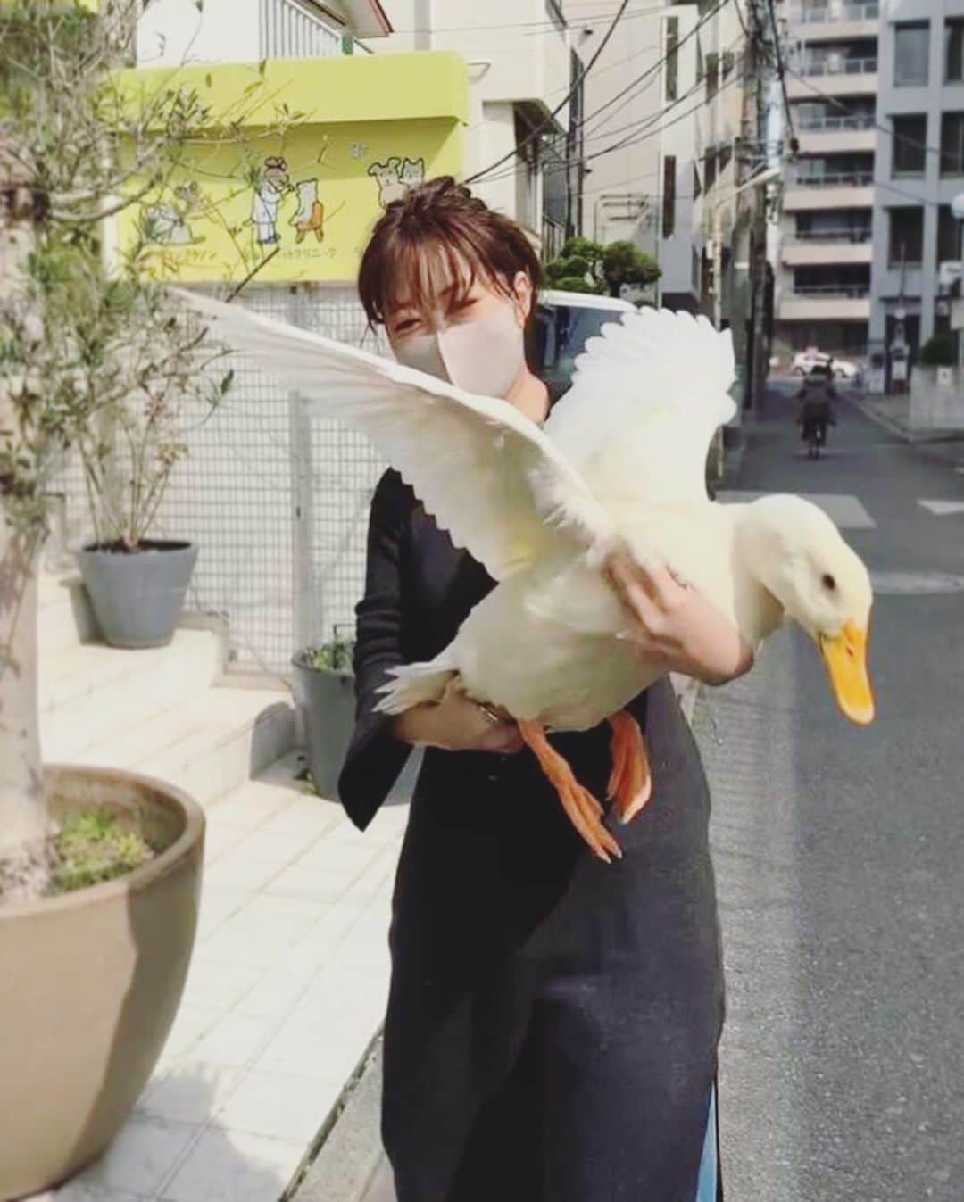 坂本美雨さんのインスタグラム写真 - (坂本美雨Instagram)「飛んでるつもりの菊池浮子  抱き上げるとついつい羽ばたくの、愛おしい。 やっぱりきみも鳥だったか。 #今日の浮子 #ミグノン」3月10日 13時49分 - miu_sakamoto