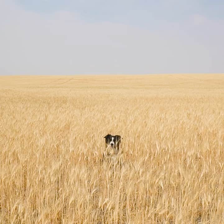 Andrew Knappのインスタグラム：「A living illustration of balance - this dog’s high energy and endless drive are matched by his ability to provide moments of ethereal tranquility. One of my favourite things about Momo.」