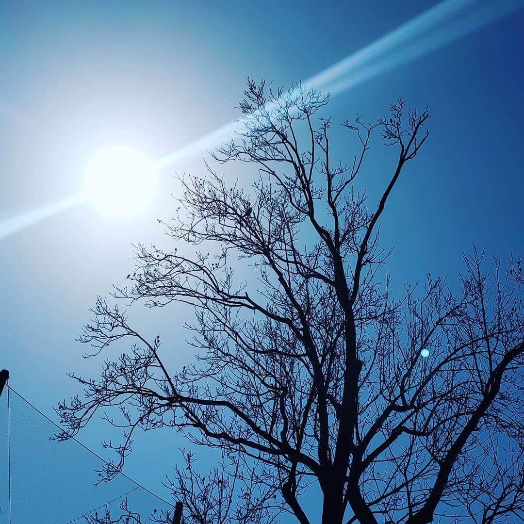 向山志穂さんのインスタグラム写真 - (向山志穂Instagram)「大きな声で鳴いているので見上げてみたら、、、、😲👏 とっても大きな緑色のインコでした💕  #ワカケホンセイインコ」3月10日 15時45分 - shihoo9o6