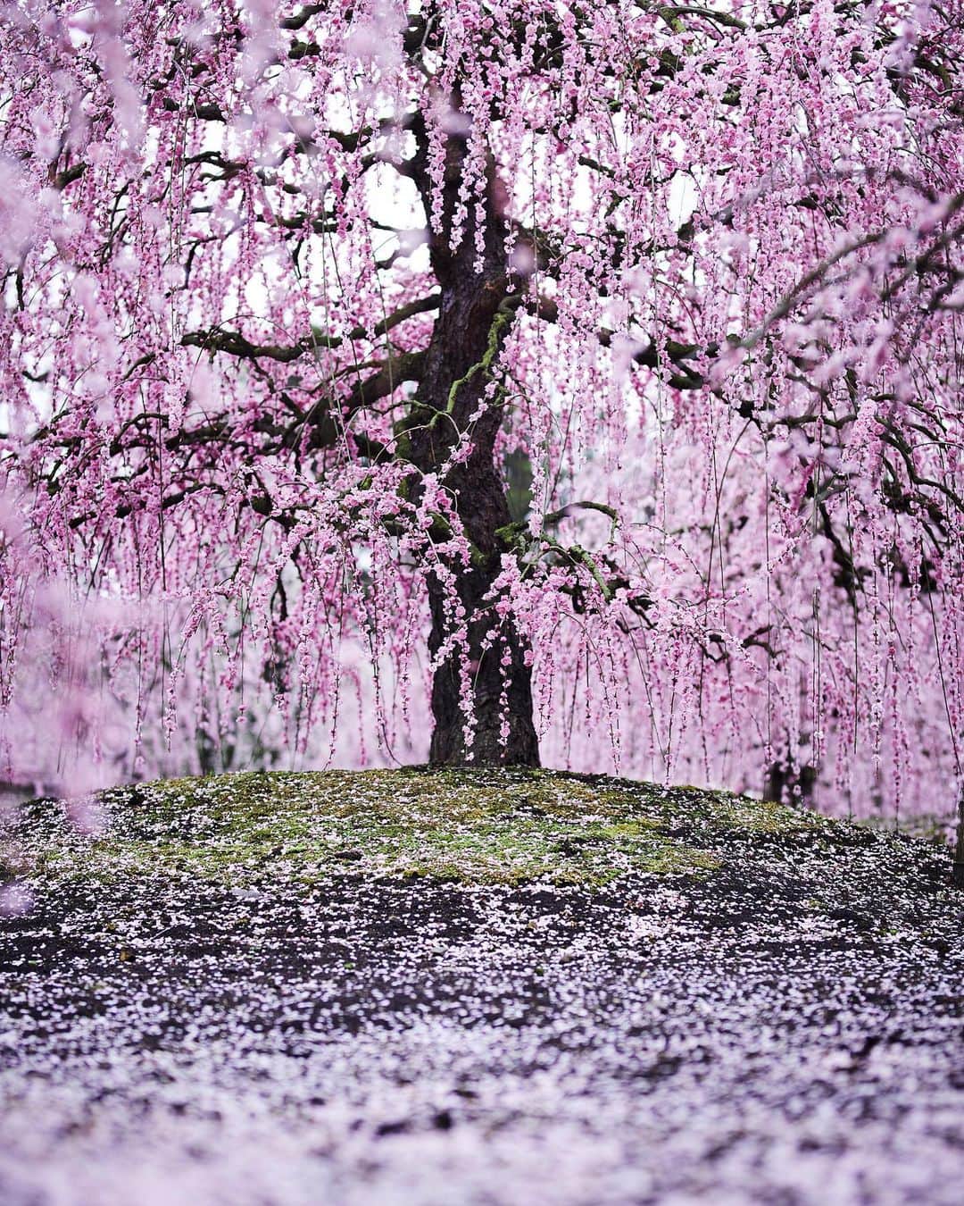 Najiiのインスタグラム：「Bloom - - 梅」