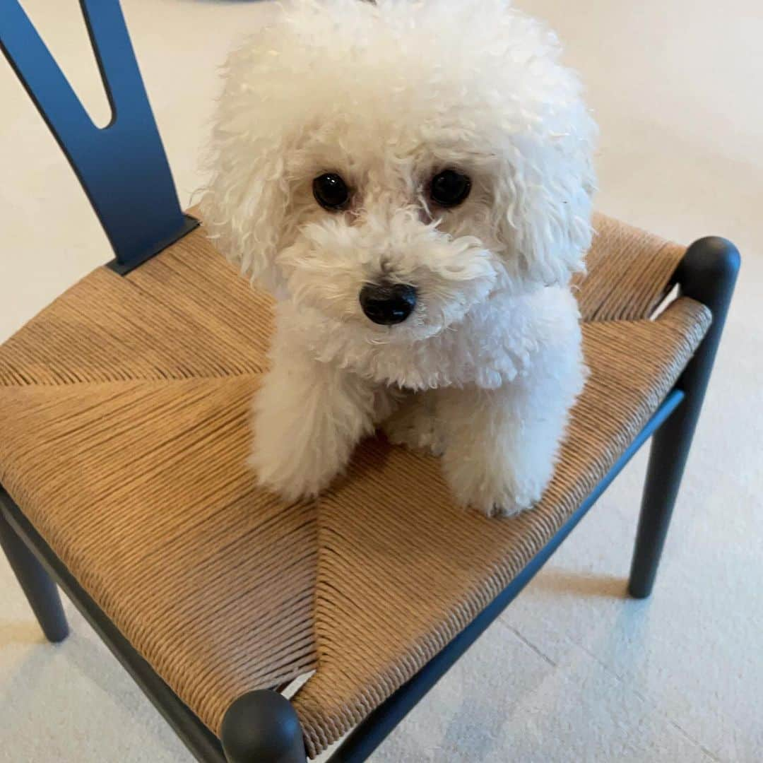 坂東希さんのインスタグラム写真 - (坂東希Instagram)「となりでおすわりする系イヌの ネコです🐶」3月10日 21時41分 - nozomibando_official