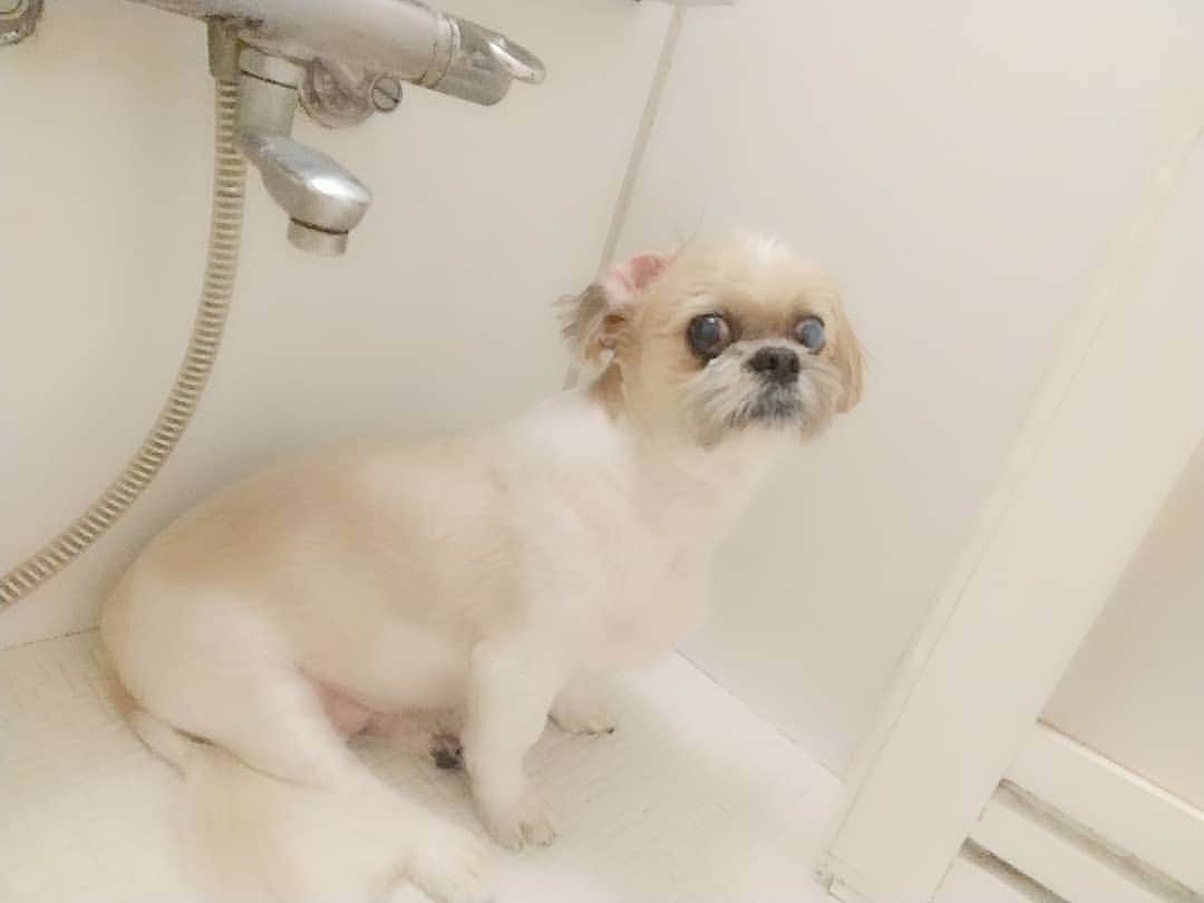 松坂南さんのインスタグラム写真 - (松坂南Instagram)「お風呂に遊びくるシェルわんくん🐕️💓  四六時中、私の心配をしてくれるので お風呂にもトイレにも来ます、愛だね❤️」3月10日 23時26分 - minami_matsuzaka