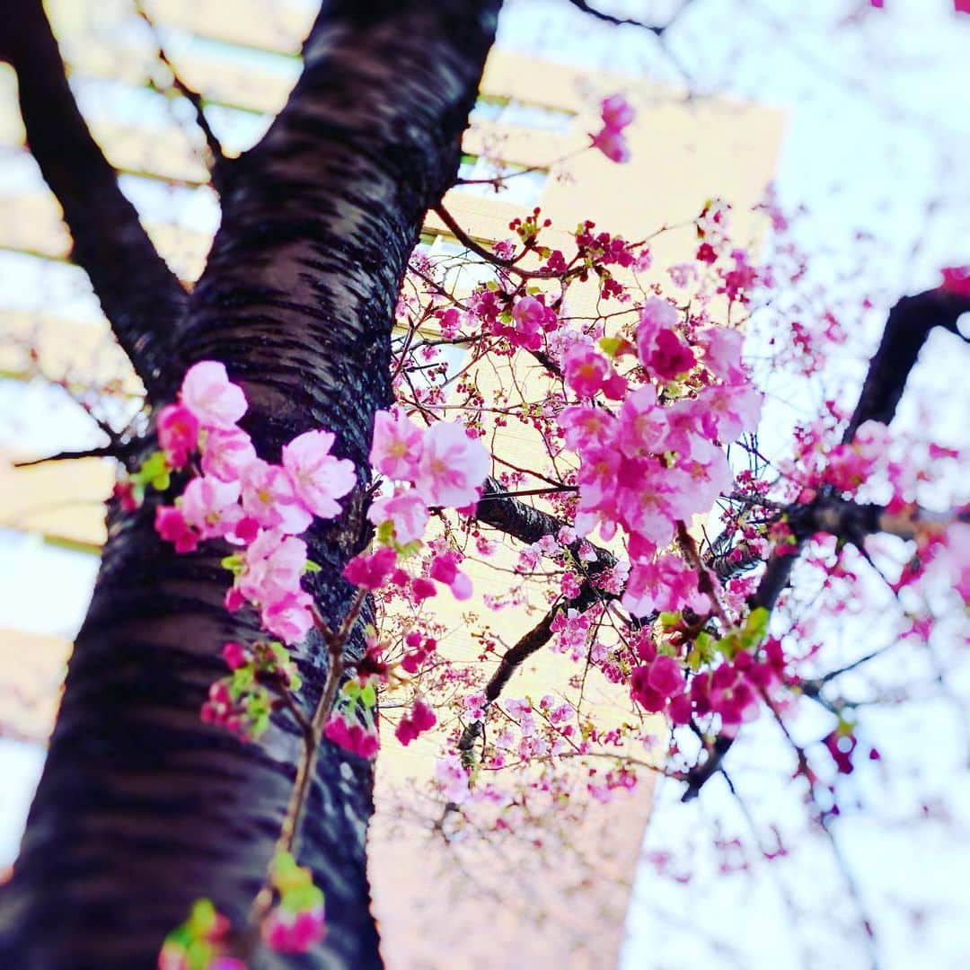 穂川果音さんのインスタグラム写真 - (穂川果音Instagram)「一本だけ桜が咲いてました🌸 なんの種類の桜だったんだろう🤔 春ですねぇ、、 おやすみなさい💤  　#春　#桜　#sakura」3月10日 23時39分 - hokawakanonn