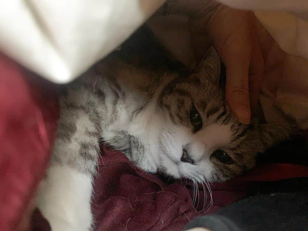 坂本美雨さんのインスタグラム写真 - (坂本美雨Instagram)「今朝は珍しく布団に潜り込んできてくれてふたりで二度寝した。 #cat #サバ美」3月11日 0時33分 - miu_sakamoto