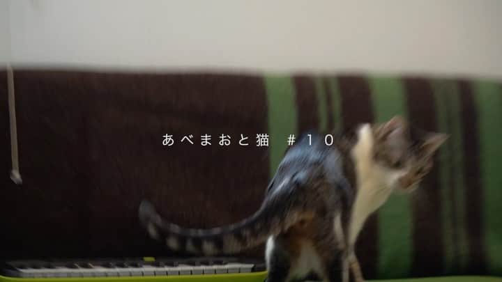 阿部真央のインスタグラム：「🐱💓  #おじさまと猫 #あべまおと猫 #阿部真央 #ふたりで居れば」