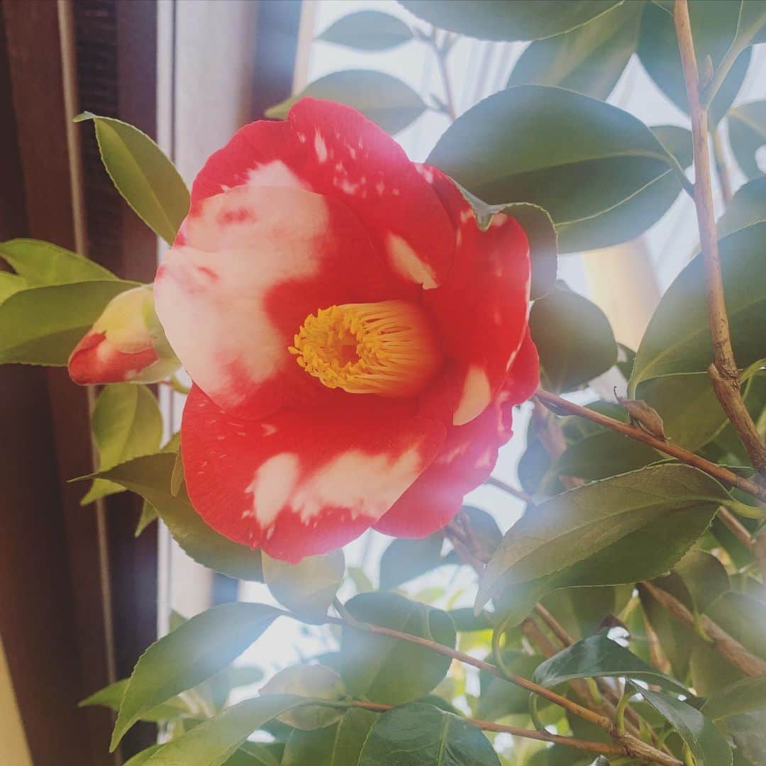 坂本美雨さんのインスタグラム写真 - (坂本美雨Instagram)「beauty!」3月11日 12時34分 - miu_sakamoto