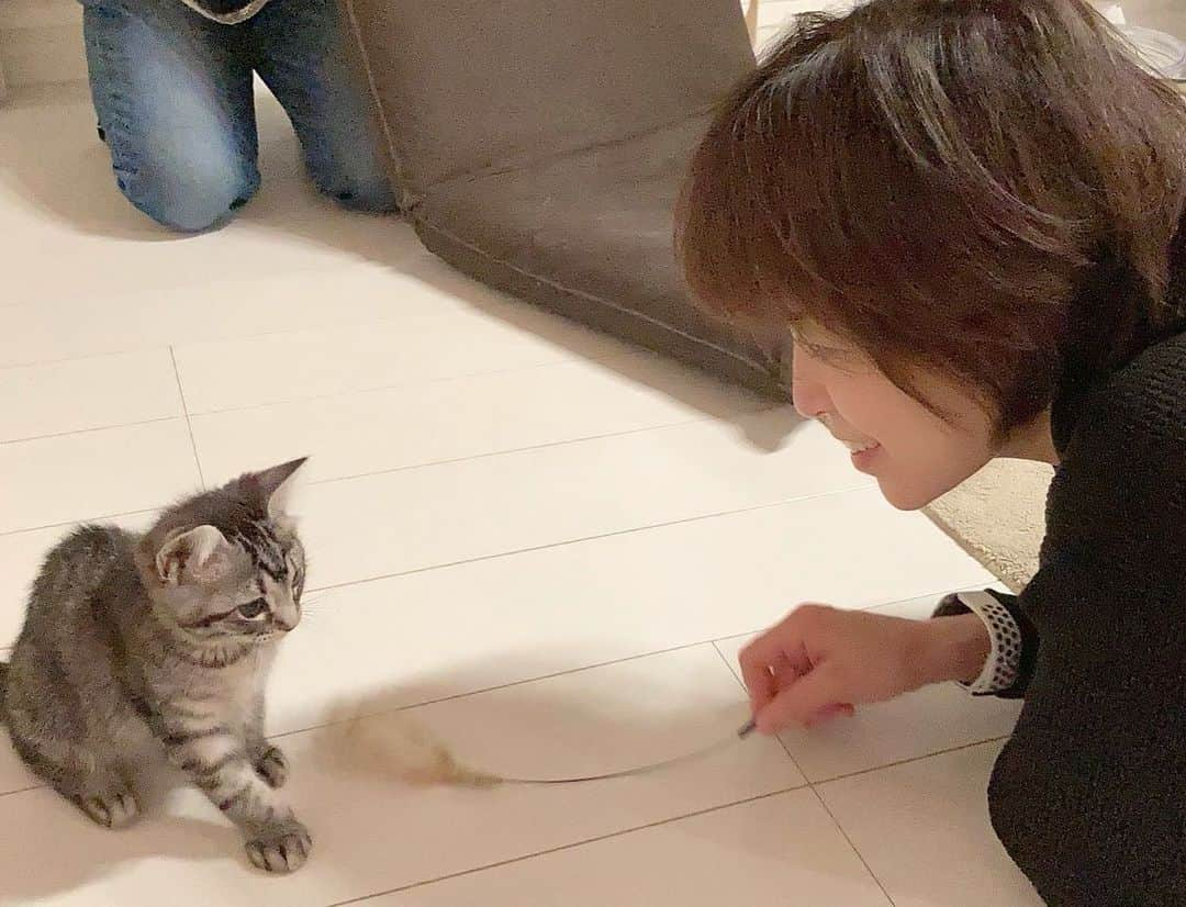 石原詢子さんのインスタグラム写真 - (石原詢子Instagram)「だいず＆きなこの弟『銀ちゃん』に会ってきました❗  #だいずときなこ #弟猫 #愛猫 #愛猫家 #猫 #猫のいる暮らし #ねこのいる生活 #銀ちゃん #東日本大震災を忘れない #東日本大震災から10年 #心よりお見舞い申し上げます #合掌 #今日も頑張ろう #石原詢子」3月11日 8時29分 - junko_ishihara.official