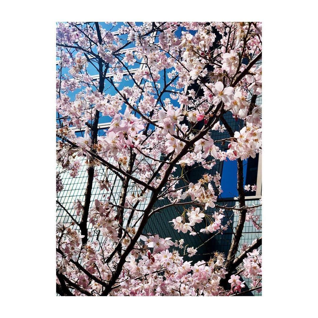 久保井朝美さんのインスタグラム写真 - (久保井朝美Instagram)「🌸 赤坂にある早咲きの桜😊 ． 2月3日に載せた写真では まだ咲き始めでしたが 咲き進んでいました❤️ キレイだなぁ✨ ． 蜜を求めてハチが来ていて よーーく見ると 1匹写っています🐝🍯 ． 心穏やかな1日を😌🍀 ． #3月11日 #早咲きの桜 #春の陽気 #ミツバチ #桜2021 #久保井朝美 #気象予報士 #防災士」3月11日 9時25分 - asami_k920