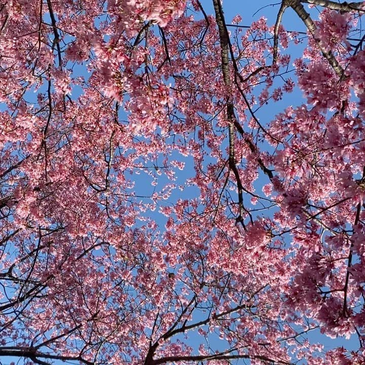 田澤明日香のインスタグラム：「🌸🦜」