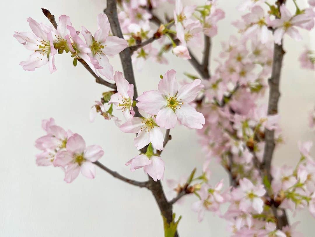 本田朋子さんのインスタグラム写真 - (本田朋子Instagram)「3月11日。 今日という日も、健やかに穏やかに和やかに過ごせますように。  #3.11 #東日本大震災から10年  #桜に想いを馳せて」3月11日 9時47分 - tomoko_honda_official_phonics