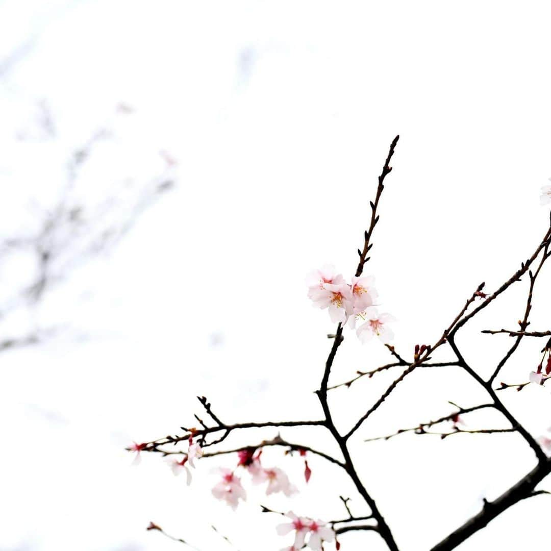 透水さらささんのインスタグラム写真 - (透水さらさInstagram)「先日のお宮参り🌸 素敵なお写真撮っていただきました🌸﻿ ﻿ ﻿ 娘の従姉妹達も来てくれてにぎやかなお宮参りになりました☺︎﻿ ﻿ ﻿ 健やかな成長を願って🙏﻿ ﻿ ﻿ #お宮参り #初参り #フォトグラファー　さん #母の手作り　のセレモニー服」3月11日 9時50分 - sarasarasarasa0623