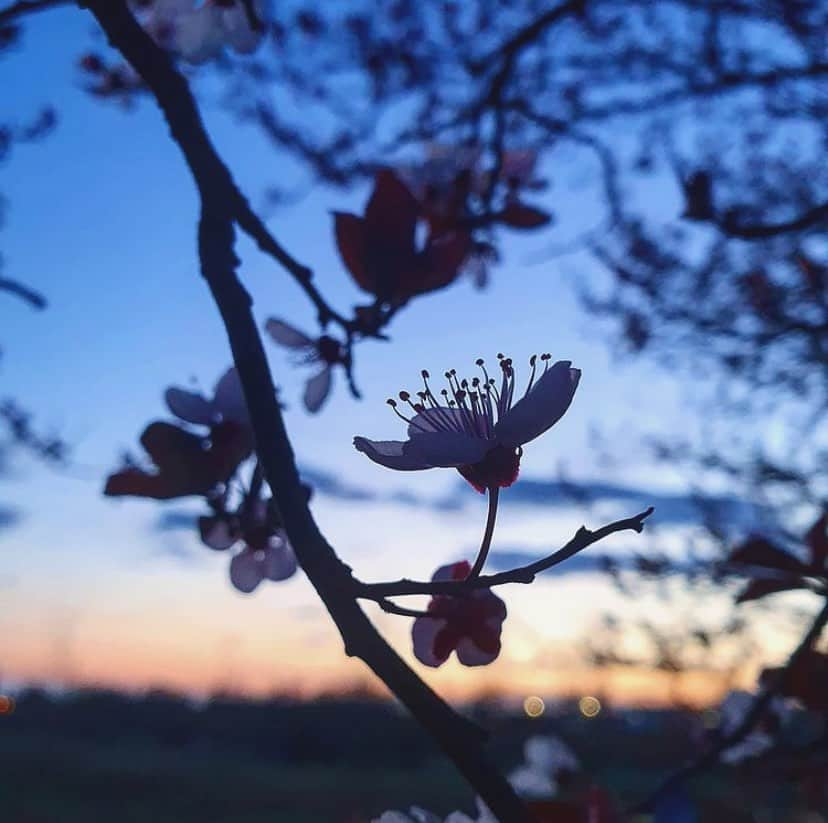 福井セリナさんのインスタグラム写真 - (福井セリナInstagram)「2011.3.11   冬が終わって植物が芽吹くこの季節  10年前の14時46分 あの瞬間を忘れません  今日は少しのあいだ  あの日に命を奪われてしまった人たちへ  祈る時間にしたいと思います  2021 #311 #🌸」3月11日 11時13分 - serinafukui__