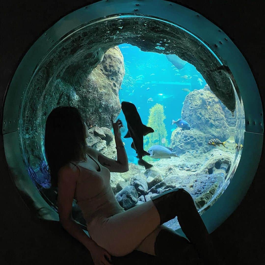 のインスタグラム：「🦈 #shark #新江ノ島水族館 #江ノ島 #水族館」